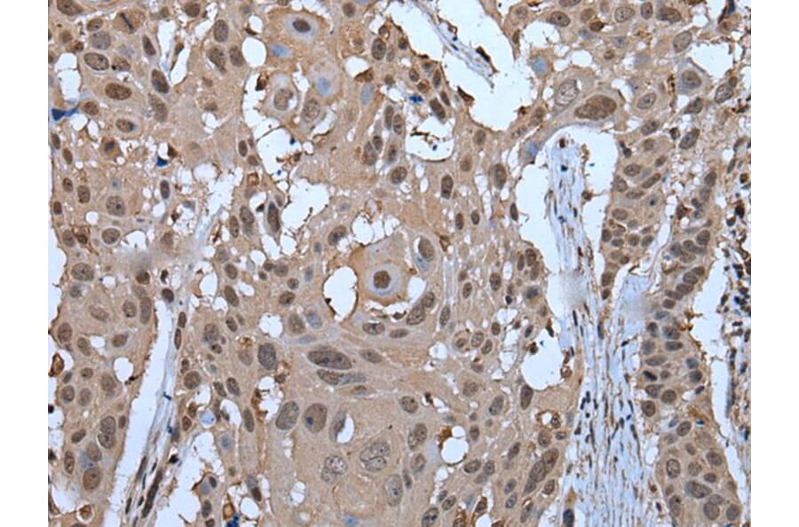 ZNF787 Antibody from Signalway Antibody (43790) - Antibodies.com