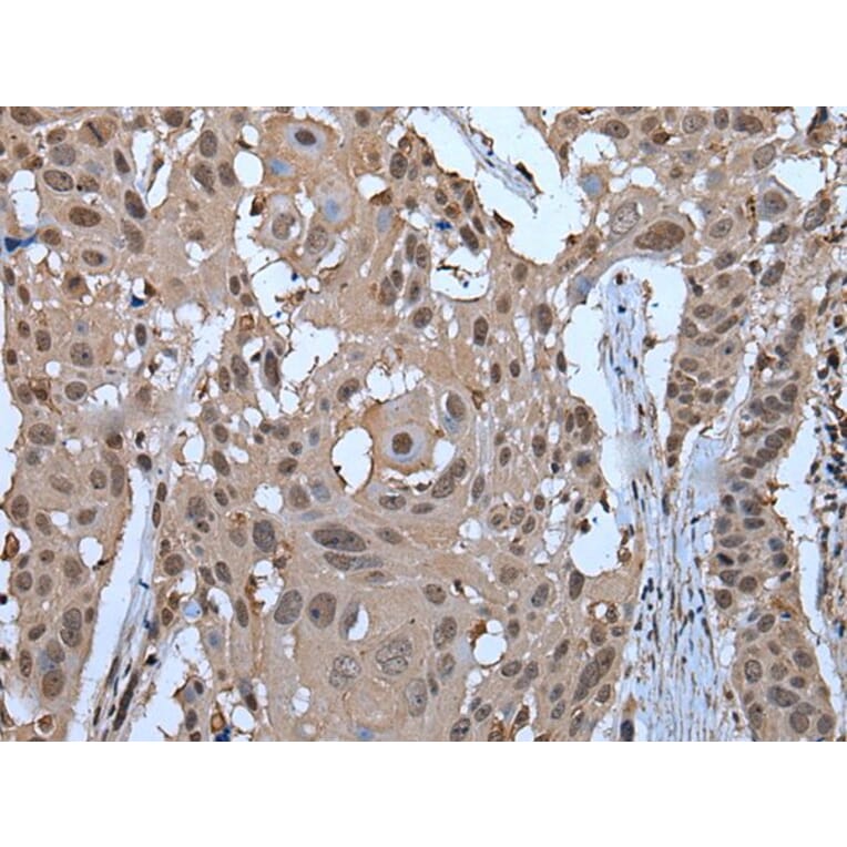 ZNF787 Antibody from Signalway Antibody (43790) - Antibodies.com