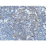 WFDC12 Antibody from Signalway Antibody (43809) - Antibodies.com