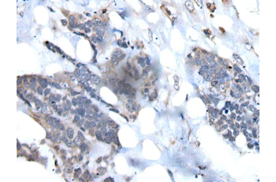 VPREB1 Antibody from Signalway Antibody (43823) - Antibodies.com