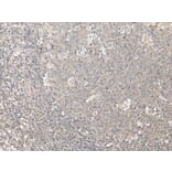 ZFYVE1 Antibody from Signalway Antibody (43888) - Antibodies.com