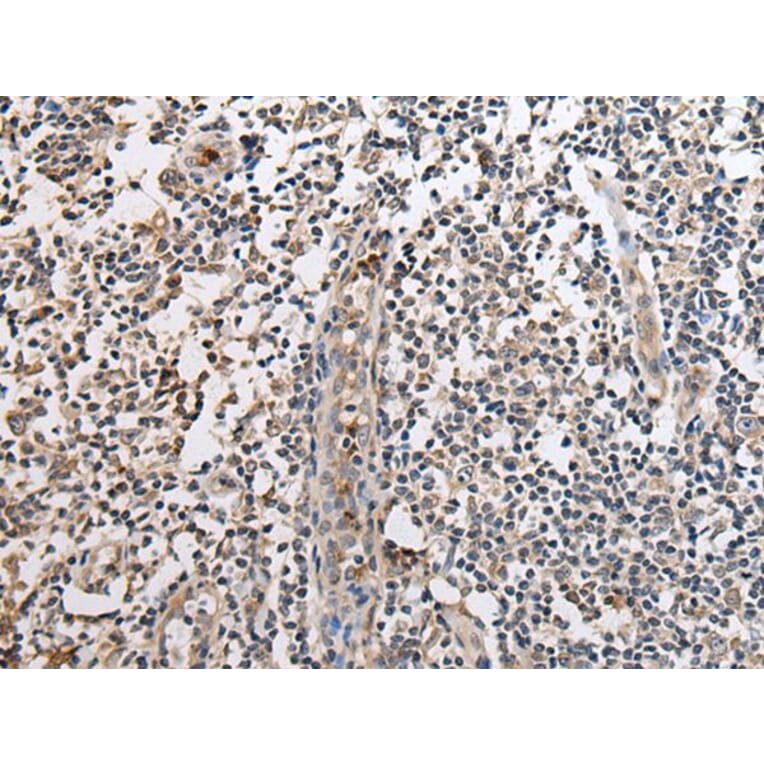 SLC8A1 Antibody from Signalway Antibody (43934) - Antibodies.com