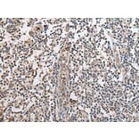 SLC8A1 Antibody from Signalway Antibody (43934) - Antibodies.com
