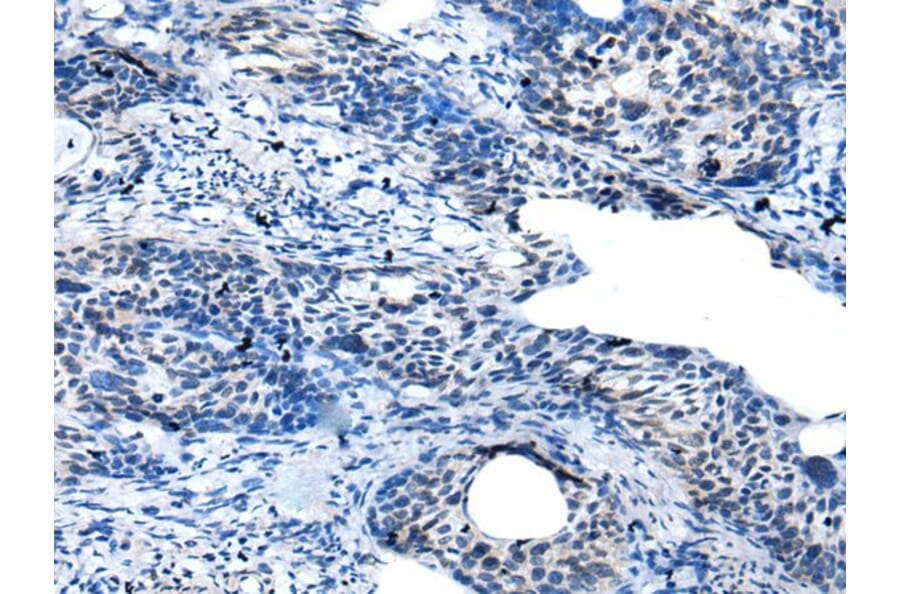 GAS2L3 Antibody from Signalway Antibody (43941) - Antibodies.com