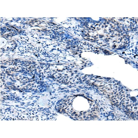 GAS2L3 Antibody from Signalway Antibody (43941) - Antibodies.com