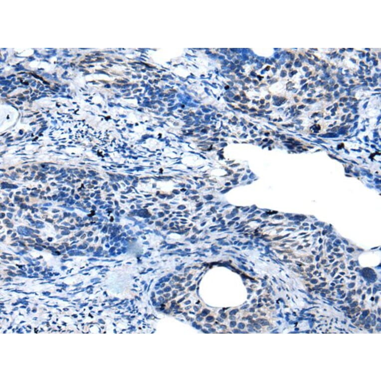 GAS2L3 Antibody from Signalway Antibody (43941) - Antibodies.com