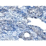 GAS2L3 Antibody from Signalway Antibody (43941) - Antibodies.com