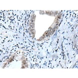 HOXD12 Antibody from Signalway Antibody (43945) - Antibodies.com