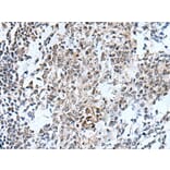 HOXD12 Antibody from Signalway Antibody (43945) - Antibodies.com