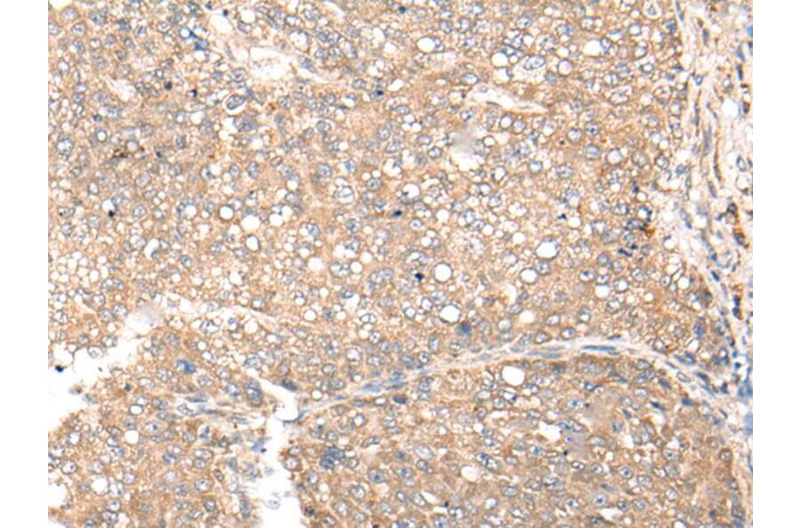 CDC123 Antibody from Signalway Antibody (43999) - Antibodies.com