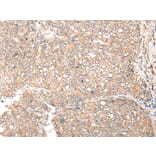 CDC123 Antibody from Signalway Antibody (43999) - Antibodies.com