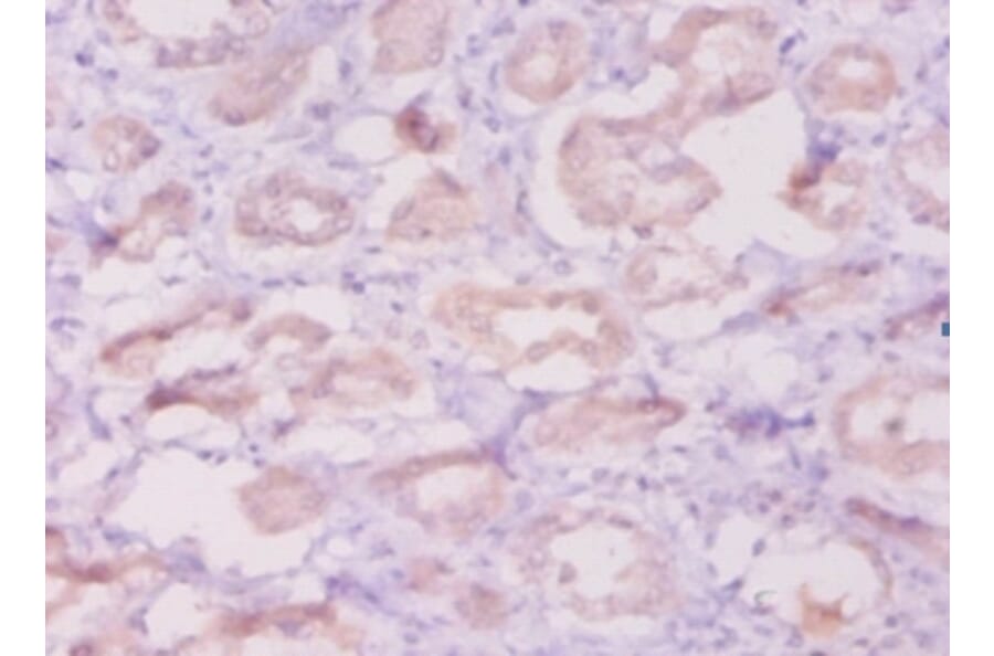 Immunohistochemistry - Beta-defensin 1 Polyclonal Antibody from Signalway Antibody (42515) - Antibodies.com