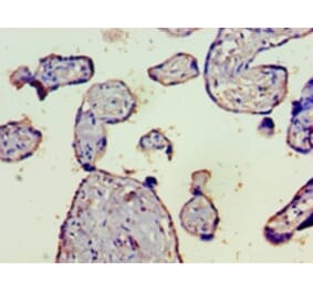 Immunohistochemistry - Complement C4-B Polyclonal Antibody from Signalway Antibody (42628) - Antibodies.com