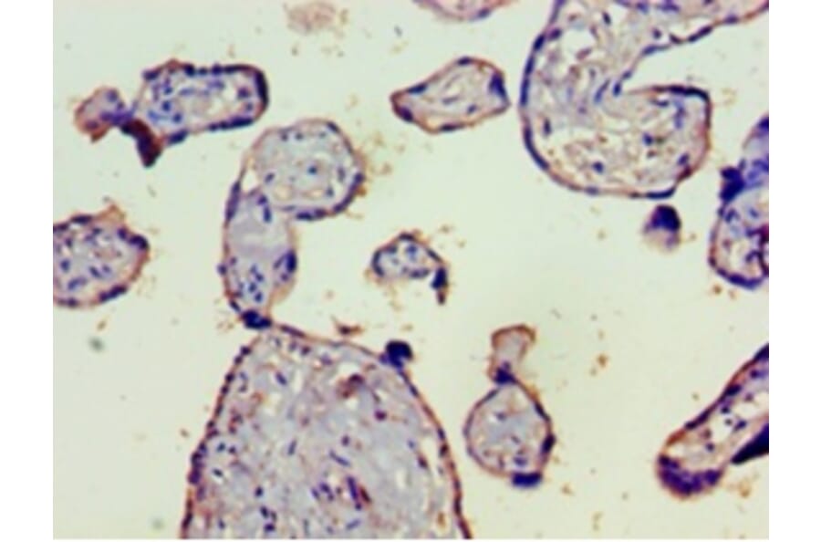 Immunohistochemistry - Complement C4-B Polyclonal Antibody from Signalway Antibody (42628) - Antibodies.com