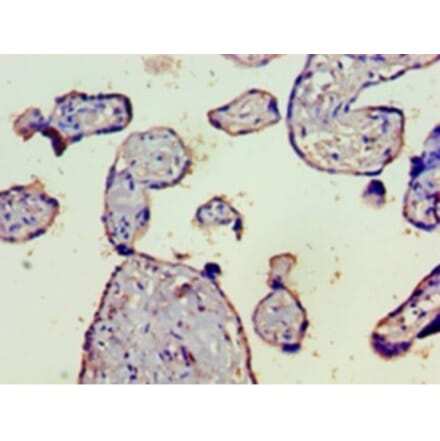Immunohistochemistry - Complement C4-B Polyclonal Antibody from Signalway Antibody (42628) - Antibodies.com