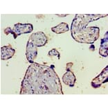Immunohistochemistry - Complement C4-B Polyclonal Antibody from Signalway Antibody (42628) - Antibodies.com