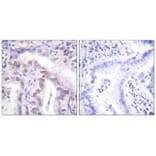 Immunohistochemistry - SENP6 Antibody from Signalway Antibody (33522) - Antibodies.com