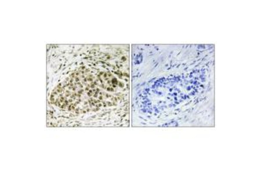 Immunohistochemistry - Lyl-1 Antibody from Signalway Antibody (33675) - Antibodies.com