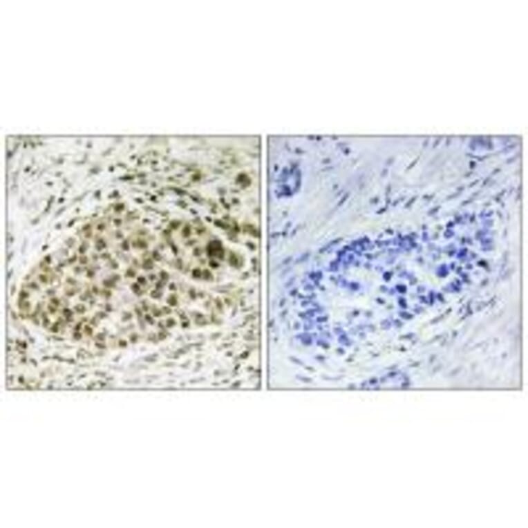 Immunohistochemistry - Lyl-1 Antibody from Signalway Antibody (33675) - Antibodies.com