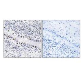 Immunohistochemistry - ZNF76 Antibody from Signalway Antibody (33760) - Antibodies.com
