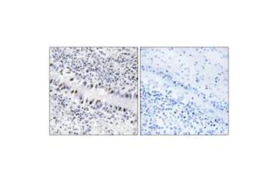 Immunohistochemistry - ZNF76 Antibody from Signalway Antibody (33760) - Antibodies.com