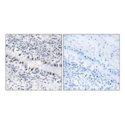 Immunohistochemistry - ZNF76 Antibody from Signalway Antibody (33760) - Antibodies.com