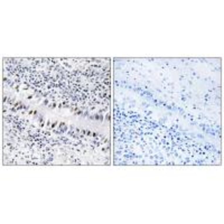 Immunohistochemistry - ZNF76 Antibody from Signalway Antibody (33760) - Antibodies.com