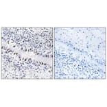 Immunohistochemistry - ZNF76 Antibody from Signalway Antibody (33760) - Antibodies.com
