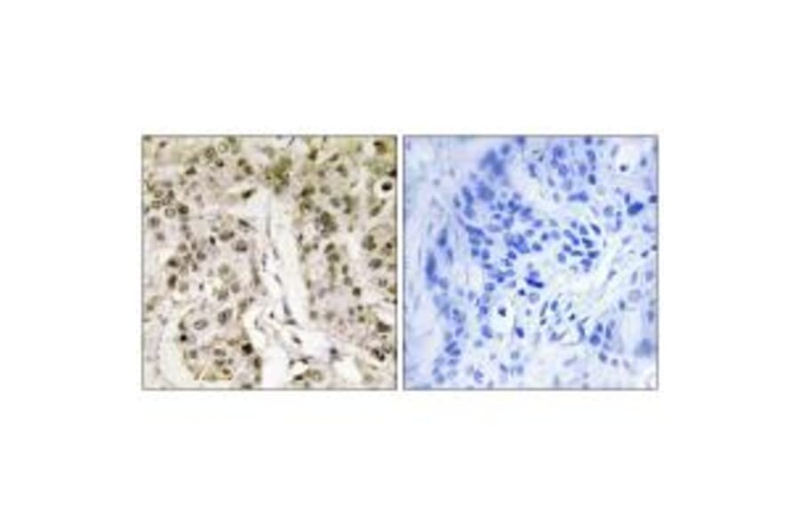 Immunohistochemistry - HCFC1 Antibody from Signalway Antibody (33797) - Antibodies.com