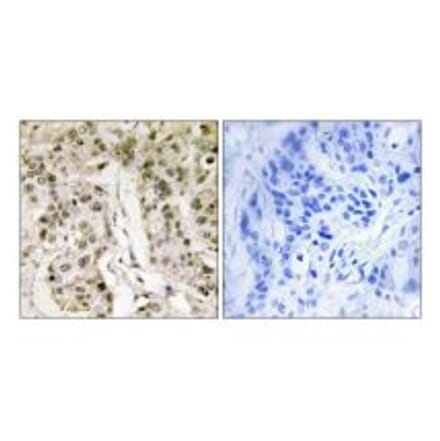 Immunohistochemistry - HCFC1 Antibody from Signalway Antibody (33797) - Antibodies.com