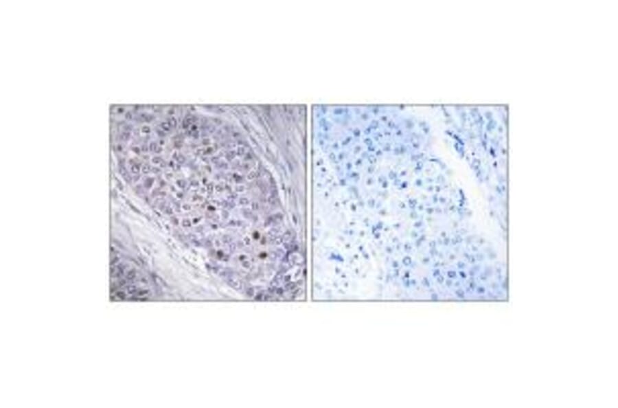 Immunohistochemistry - MEF2C Antibody from Signalway Antibody (33860) - Antibodies.com