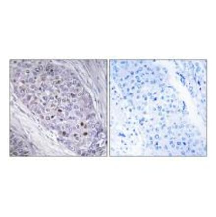 Immunohistochemistry - MEF2C Antibody from Signalway Antibody (33860) - Antibodies.com