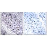 Immunohistochemistry - MEF2C Antibody from Signalway Antibody (33860) - Antibodies.com
