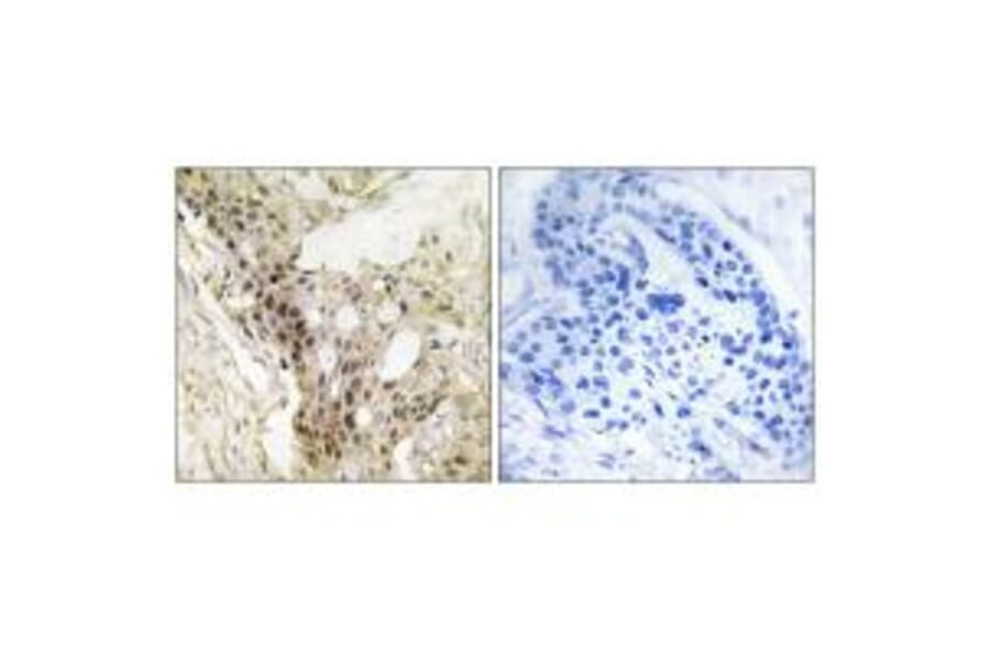Immunohistochemistry - MED21 Antibody from Signalway Antibody (33869) - Antibodies.com