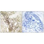 Immunohistochemistry - MED21 Antibody from Signalway Antibody (33869) - Antibodies.com