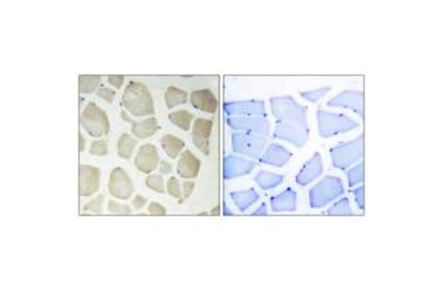 Immunohistochemistry - CDKL3 Antibody from Signalway Antibody (33959) - Antibodies.com