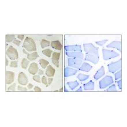 Immunohistochemistry - CDKL3 Antibody from Signalway Antibody (33959) - Antibodies.com