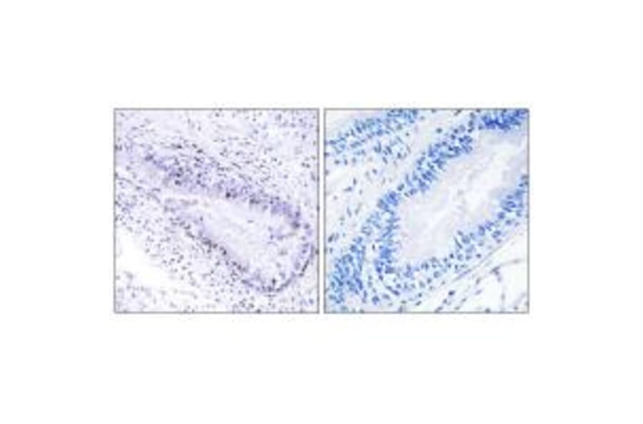 Immunohistochemistry - TEP1 Antibody from Signalway Antibody (34040) - Antibodies.com