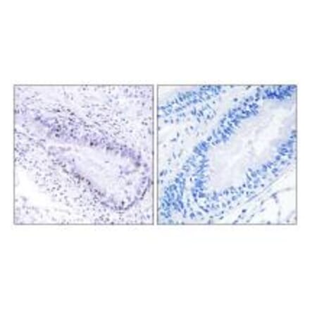 Immunohistochemistry - TEP1 Antibody from Signalway Antibody (34040) - Antibodies.com