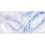 Immunohistochemistry - TEP1 Antibody from Signalway Antibody (34040) - Antibodies.com