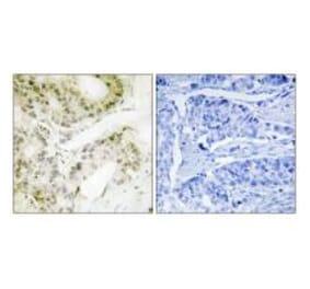 Immunohistochemistry - MED13 Antibody from Signalway Antibody (34107) - Antibodies.com