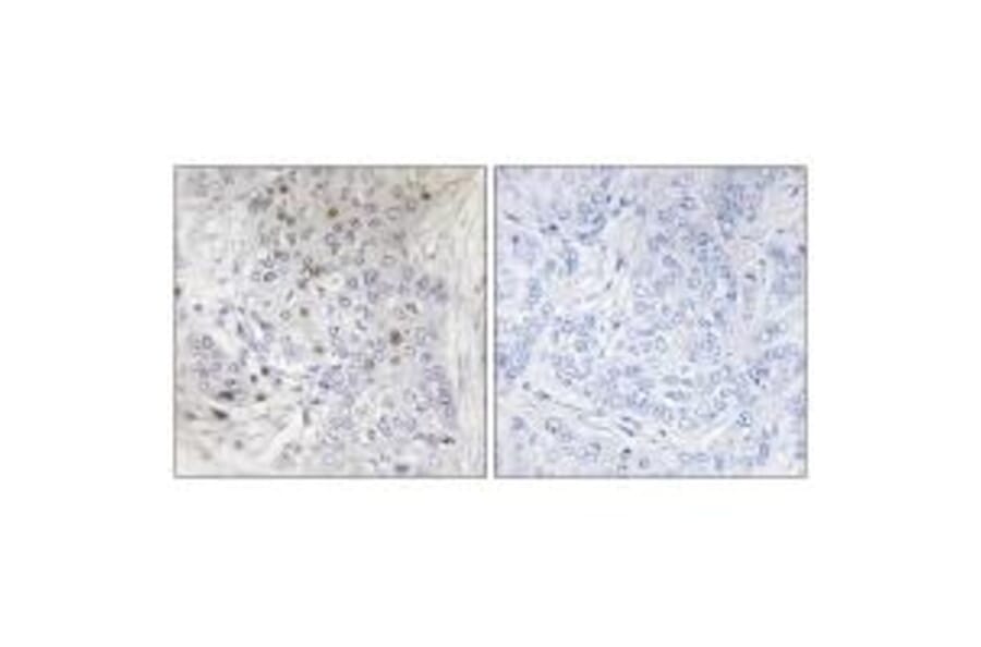 Immunohistochemistry - MAFF Antibody from Signalway Antibody (34118) - Antibodies.com