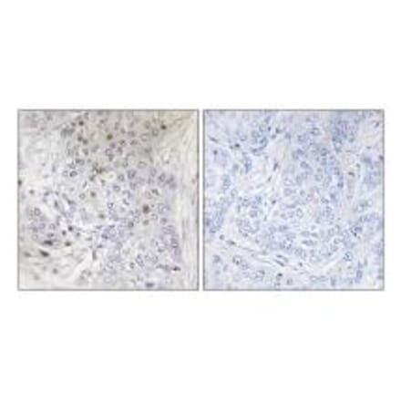 Immunohistochemistry - MAFF Antibody from Signalway Antibody (34118) - Antibodies.com