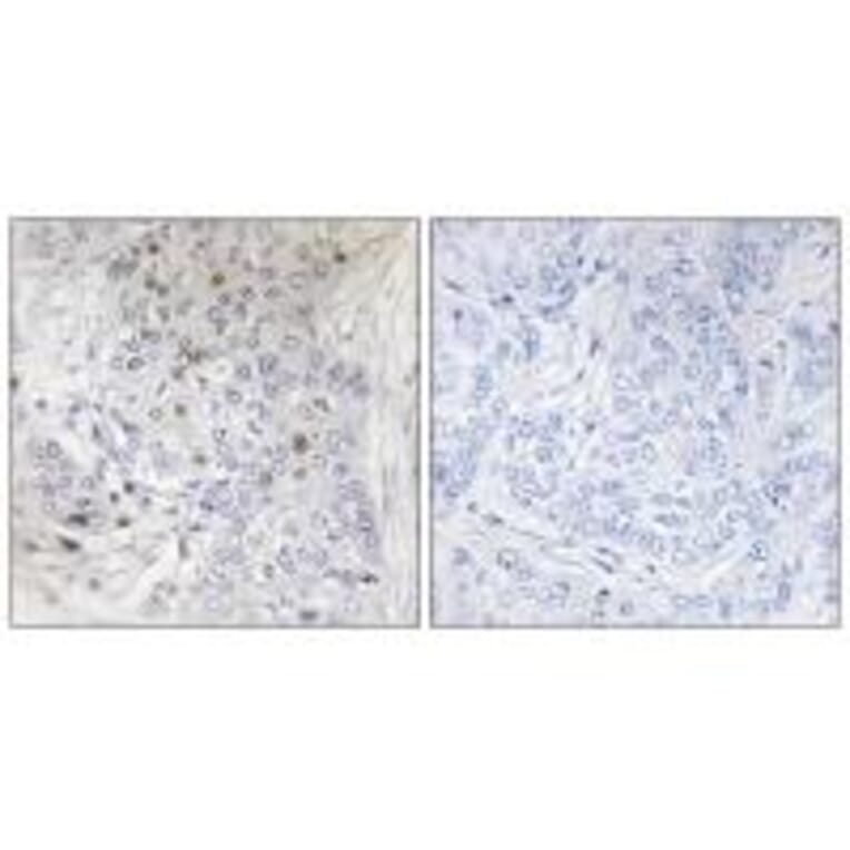 Immunohistochemistry - MAFF Antibody from Signalway Antibody (34118) - Antibodies.com