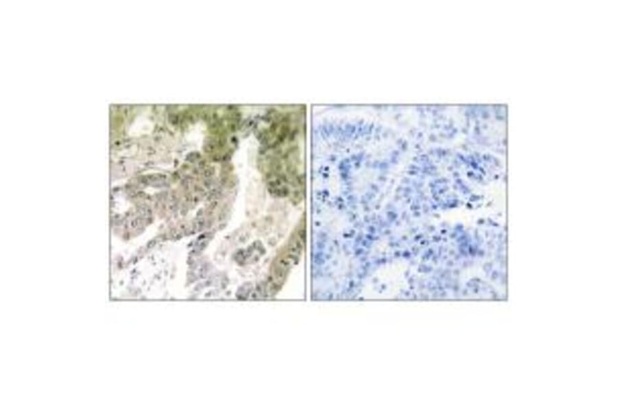 Immunohistochemistry - LAMA5 Antibody from Signalway Antibody (34275) - Antibodies.com