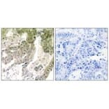 Immunohistochemistry - LAMA5 Antibody from Signalway Antibody (34275) - Antibodies.com