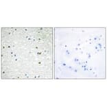 Immunohistochemistry - PARP3 Antibody from Signalway Antibody (34293) - Antibodies.com