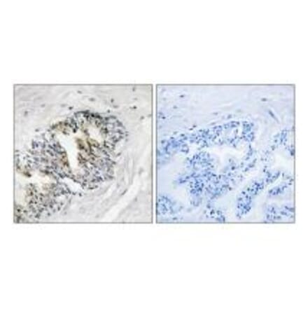 Immunohistochemistry - RPLP2 Antibody from Signalway Antibody (34344) - Antibodies.com