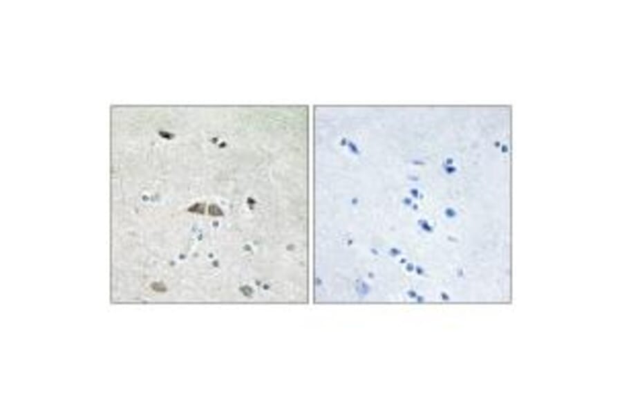 Immunohistochemistry - RL39L Antibody from Signalway Antibody (34360) - Antibodies.com