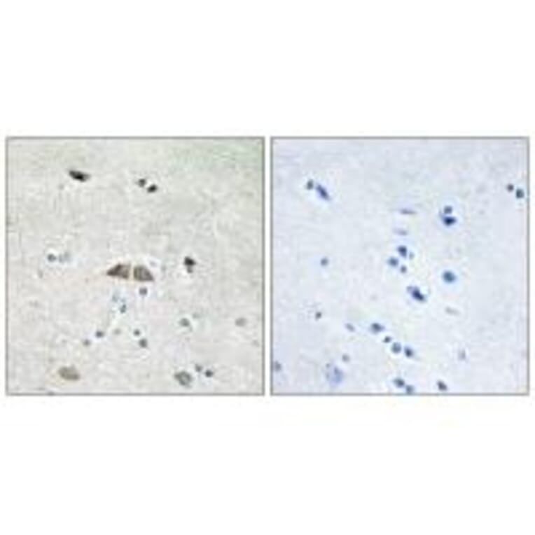 Immunohistochemistry - RL39L Antibody from Signalway Antibody (34360) - Antibodies.com